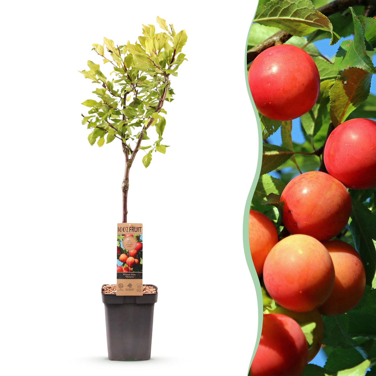 Green boutiQ - Obstbaum - Prunus domestica Victoria - Apfelbaum - Winterhart - Rosa-Orangefarbener Apfel - 1 Pflanze - Topf 21cm - Höhe 90cm