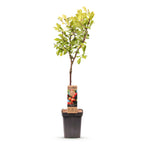 Green boutiQ - Obstbaum - Prunus domestica Victoria - Apfelbaum - Winterhart - Rosa-Orangefarbener Apfel - 1 Pflanze - Topf 21cm - Höhe 90cm