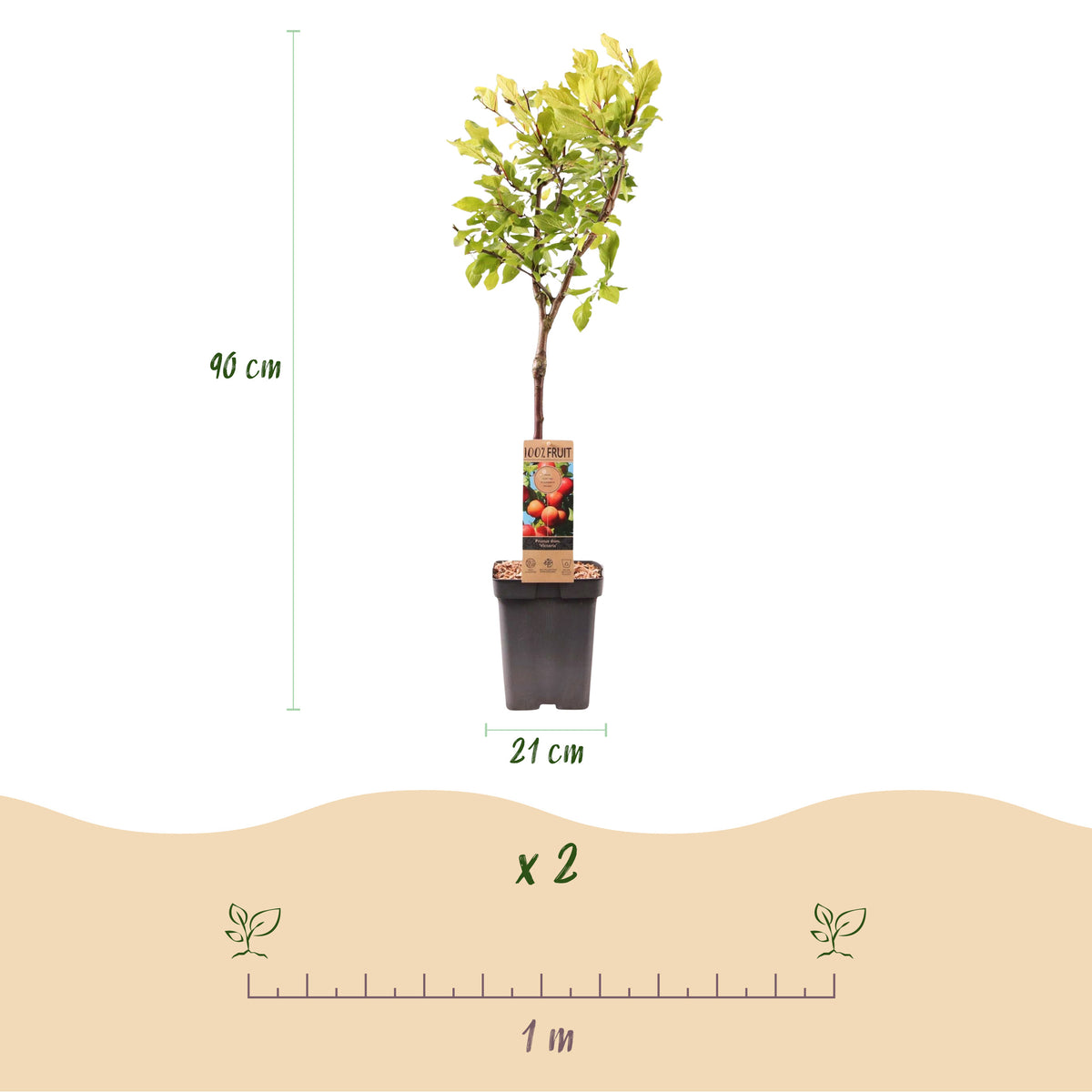 Green boutiQ - Obstbaum - Prunus domestica Victoria - Apfelbaum - Winterhart - Rosa-Orangefarbener Apfel - 1 Pflanze - Topf 21cm - Höhe 90cm