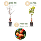 Green boutiQ - Obstbaum - Prunus domestica Victoria - Apfelbaum - Winterhart - Rosa-Orangefarbener Apfel - 1 Pflanze - Topf 21cm - Höhe 90cm