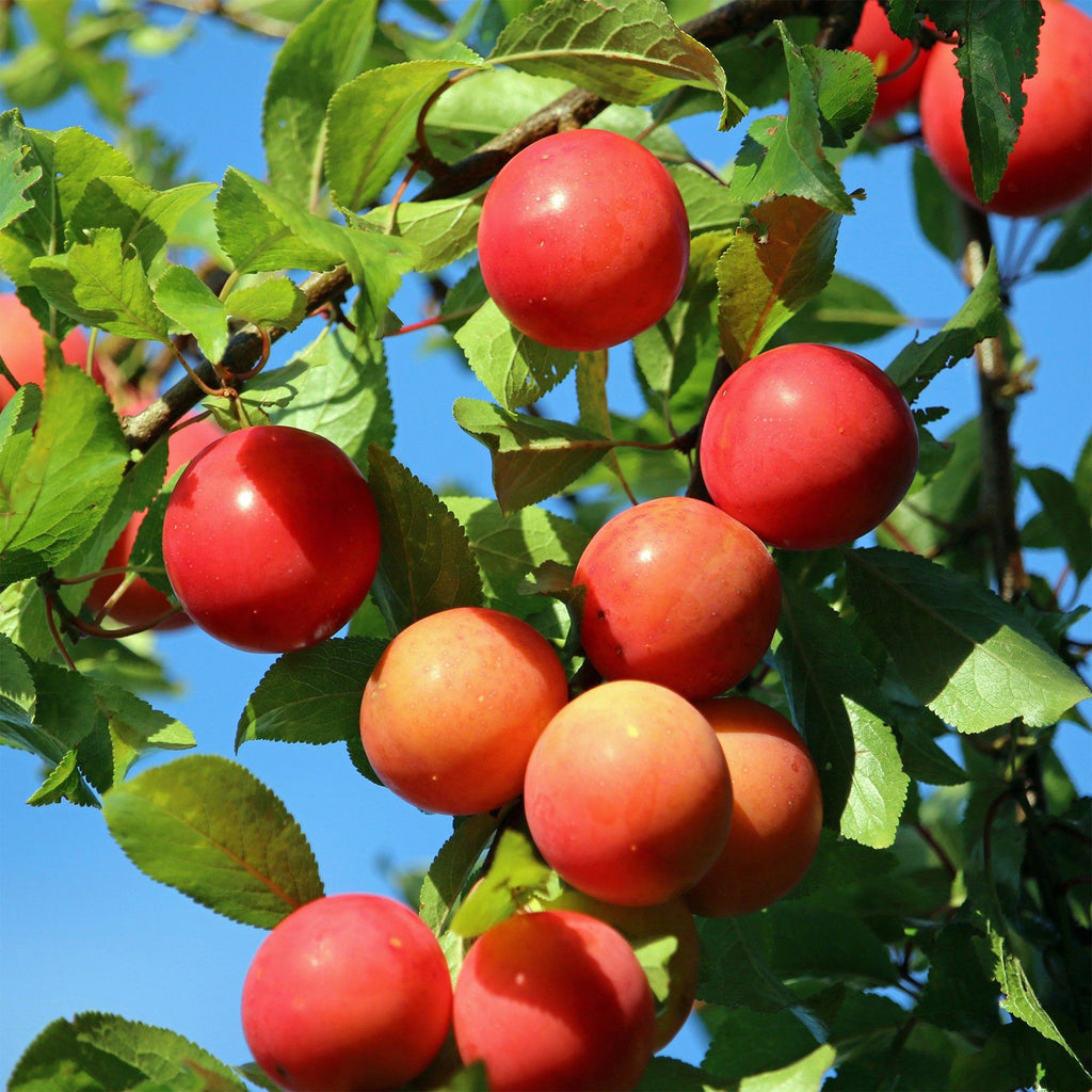 Green boutiQ - Obstbaum - Prunus domestica Victoria - Apfelbaum - Winterhart - Rosa-Orangefarbener Apfel - 1 Pflanze - Topf 21cm - Höhe 90cm