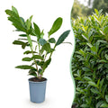 Green boutiQ - Heckenpflanzen - Prunus laurocerasus Caucasica - Blatt grün - 8 Pflanzen - 1 laufender Meter - immergrün - Topf 9cm Höhe 30-35cm