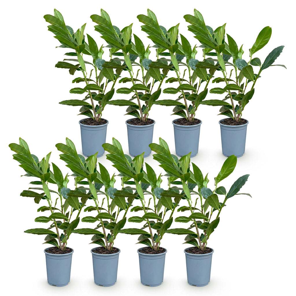Green boutiQ - Heckenpflanzen - Prunus laurocerasus Caucasica - Blatt grün - 8 Pflanzen - 1 laufender Meter - immergrün - Topf 9cm Höhe 30-35cm