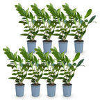 Green boutiQ - Heckenpflanzen - Prunus laurocerasus Caucasica - Blatt grün - 8 Pflanzen - 1 laufender Meter - immergrün - Topf 9cm Höhe 30-35cm