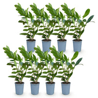 Green boutiQ - Haagplanten - Prunus laurocerasus Caucasica- blad groen - 8 planten - 1 strekkende meter - groenblijvend - pot 9cm hoogte 30-35cm