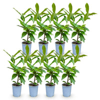 Green boutiQ - Haagplanten - Prunus laurocerasus Novita - blad groen - 8 planten - 1 strekkende meter - groenblijvend - pot 9cm hoogte 30-35cm