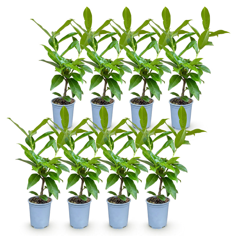 Green boutiQ - Haagplanten - Prunus laurocerasus Novita - blad groen - 8 planten - 1 strekkende meter - groenblijvend - pot 9cm hoogte 30-35cm