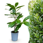 Green boutiQ - Haies - Prunus laurocerasus Rotundifolia - feuillage vert - 8 plantes - 1 mètre linéaire - persistant - pot 9cm hauteur 30-35cm