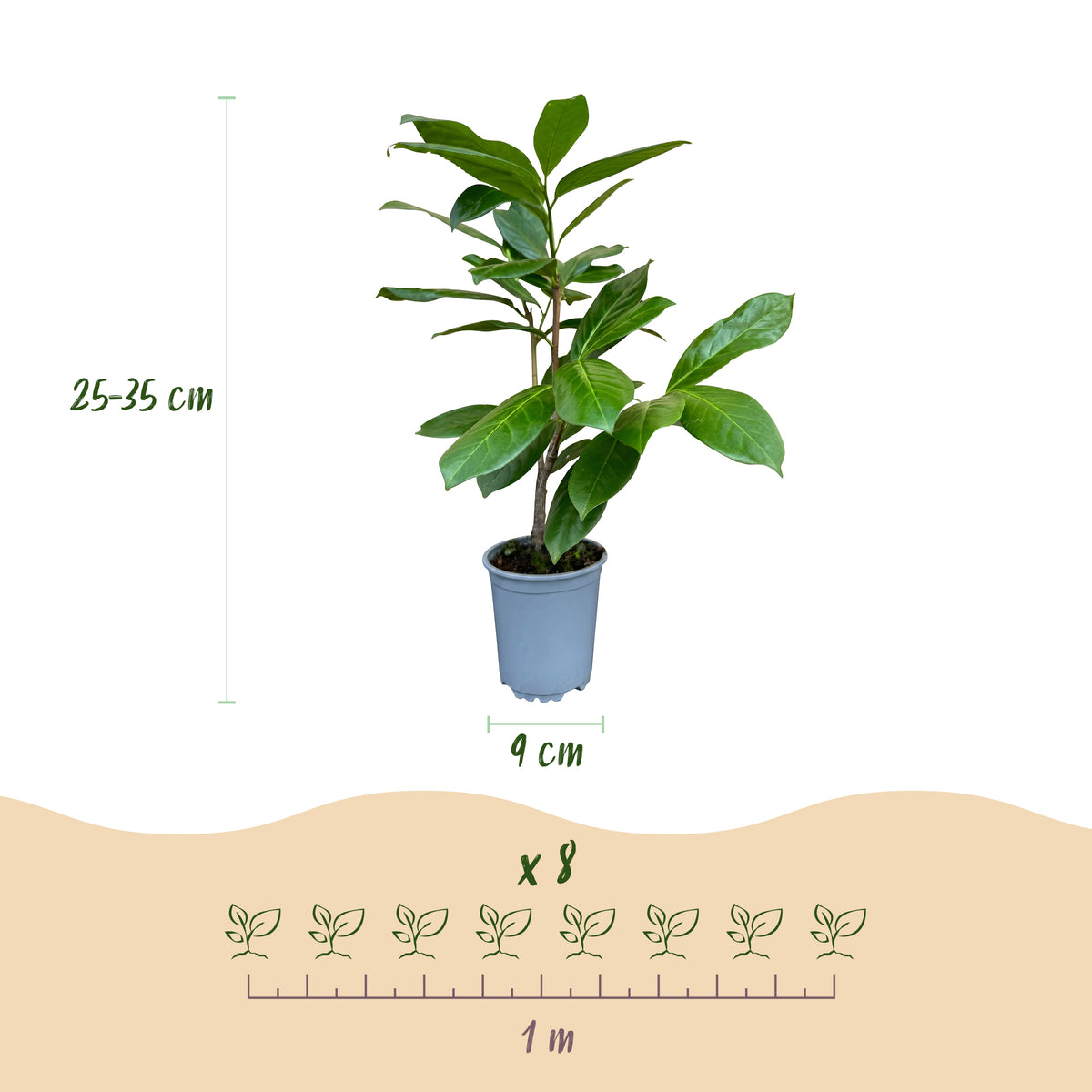Green boutiQ - Haies - Prunus laurocerasus Rotundifolia - feuillage vert - 8 plantes - 1 mètre linéaire - persistant - pot 9cm hauteur 30-35cm