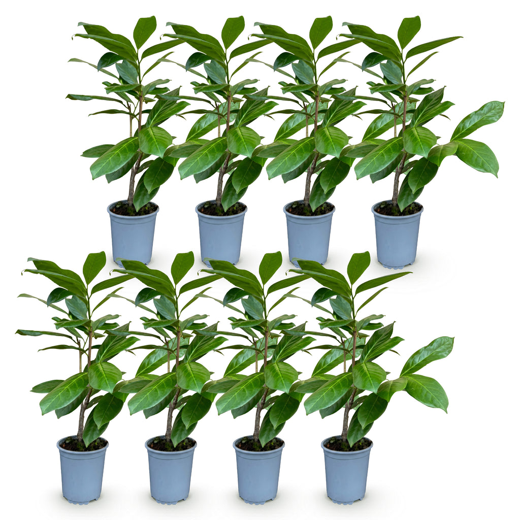 Green boutiQ - Haies - Prunus laurocerasus Rotundifolia - feuillage vert - 8 plantes - 1 mètre linéaire - persistant - pot 9cm hauteur 30-35cm
