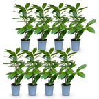 Green boutiQ - Haies - Prunus laurocerasus Rotundifolia - feuillage vert - 8 plantes - 1 mètre linéaire - persistant - pot 9cm hauteur 30-35cm