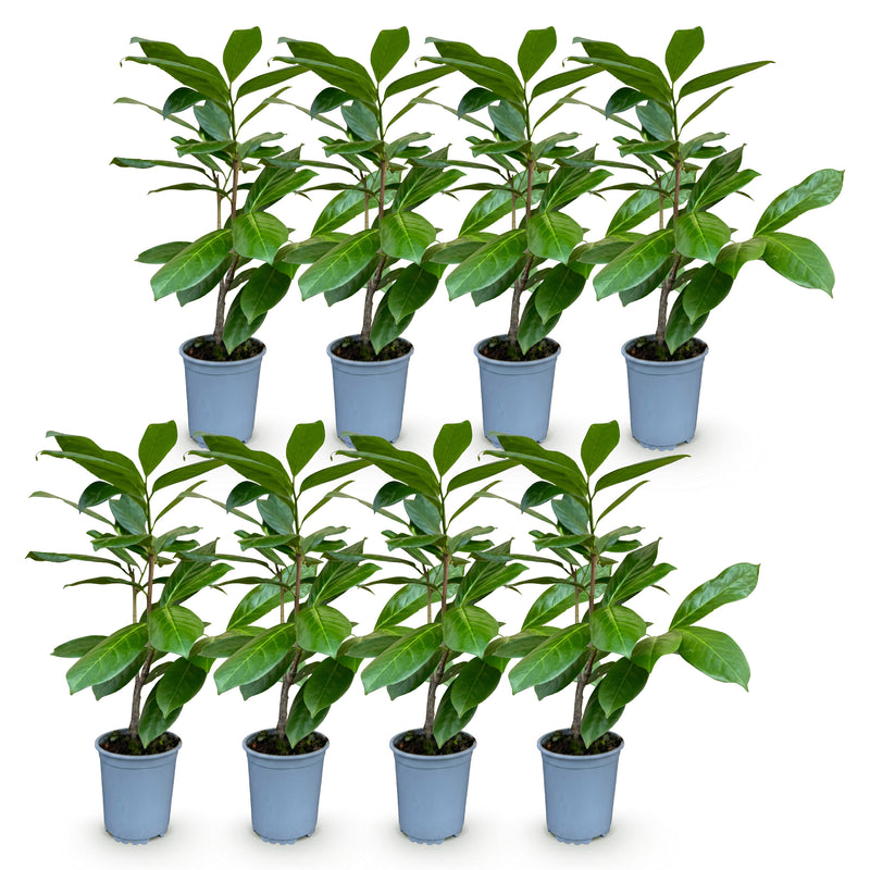 Green boutiQ - Haagplanten - Prunus laurocerasus Rotundifolia - blad groen - 8 planten - 1 strekkende meter - groenblijvend - pot 9cm hoogte 30-35cm