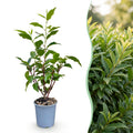 Green boutiQ - Plantes de haie - Prunus lusitanica Angustifolia - feuillage vert - 8 plantes - 1 mètre linéaire - persistant - pot 9cm hauteur 30-35cm