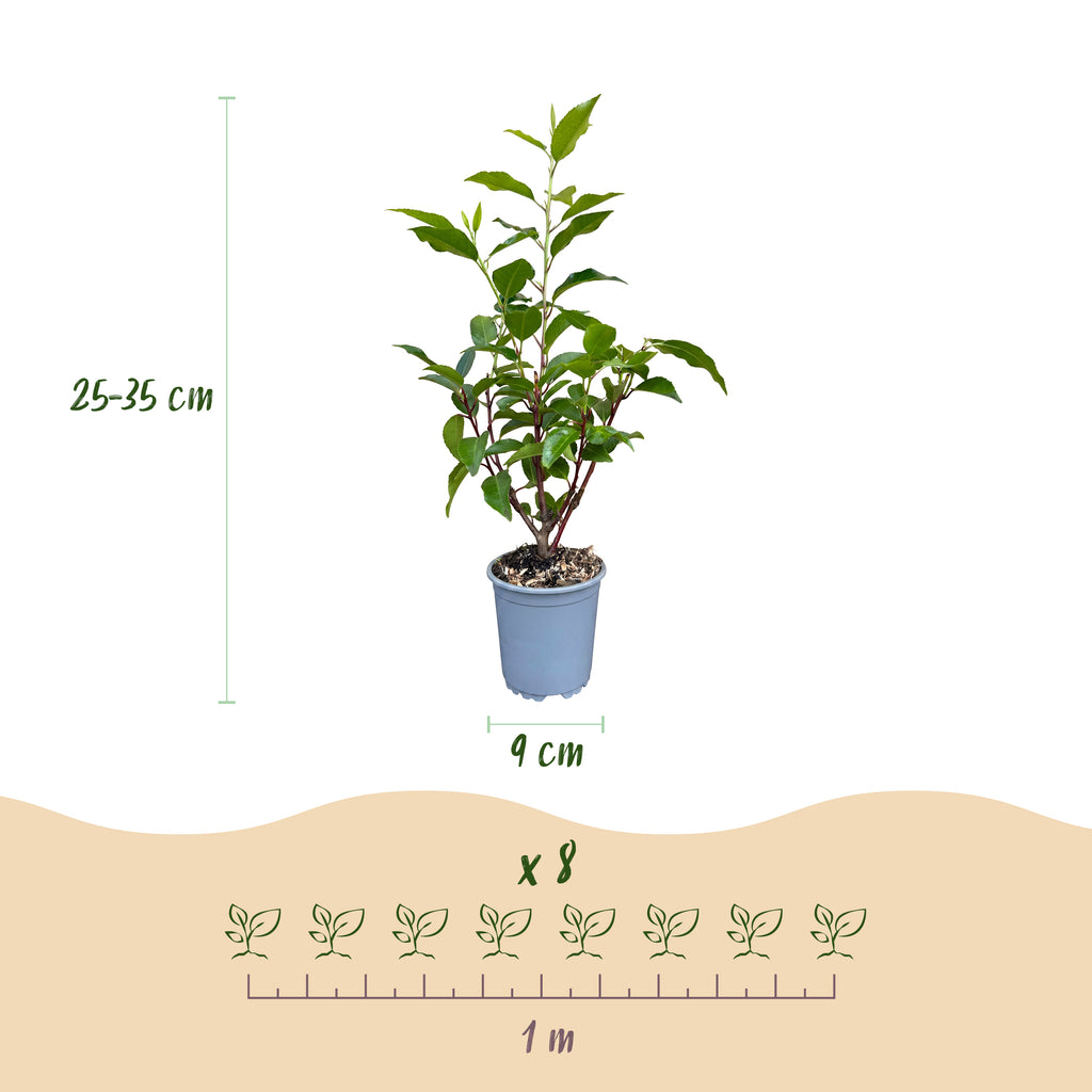 Green boutiQ - Plantes de haie - Prunus lusitanica Angustifolia - feuillage vert - 8 plantes - 1 mètre linéaire - persistant - pot 9cm hauteur 30-35cm