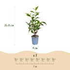 Green boutiQ - Plantes de haie - Prunus lusitanica Angustifolia - feuillage vert - 8 plantes - 1 mètre linéaire - persistant - pot 9cm hauteur 30-35cm