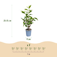Green boutiQ - Haagplanten - Prunus lusitanica Angustifolia - blad groen - 8 planten - 1 strekkende meter - groenblijvend - pot 9cm hoogte 30-35cm
