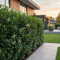Green boutiQ - Haagplanten - Prunus lusitanica Angustifolia - blad groen - 8 planten - 1 strekkende meter - groenblijvend - pot 9cm hoogte 30-35cm