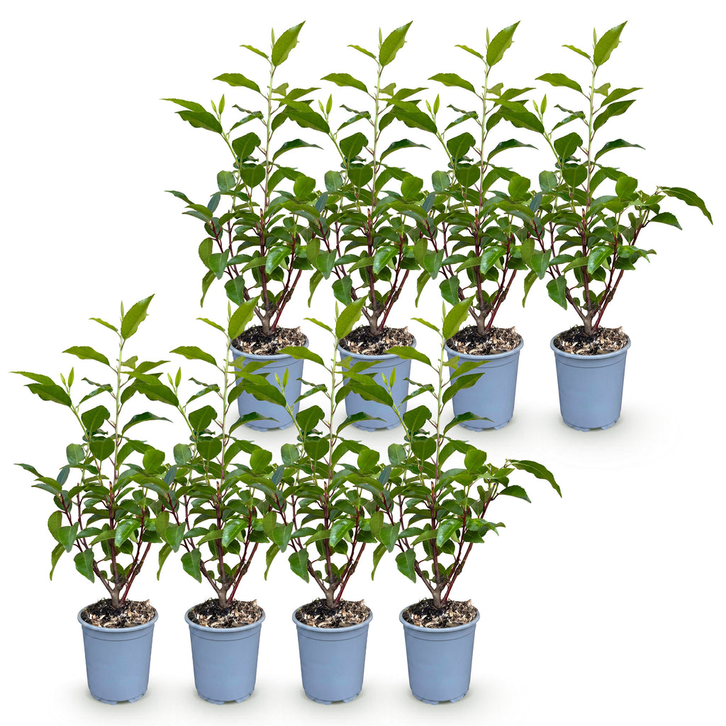 Green boutiQ - Plantes de haie - Prunus lusitanica Angustifolia - feuillage vert - 8 plantes - 1 mètre linéaire - persistant - pot 9cm hauteur 30-35cm
