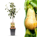 Green boutiQ - Poirier - Pyrus communis Conference - Poirier - Rustique - Poire verte - 1 plante - Pot 21cm - Hauteur 90cm