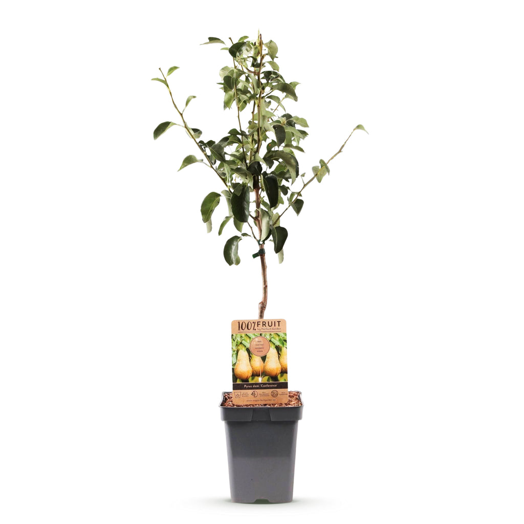 Green boutiQ - Poirier - Pyrus communis Conference - Poirier - Rustique - Poire verte - 1 plante - Pot 21cm - Hauteur 90cm