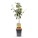 Green boutiQ - Poirier - Pyrus communis Conference - Poirier - Rustique - Poire verte - 1 plante - Pot 21cm - Hauteur 90cm