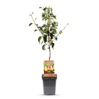 Green boutiQ - Fruitboom - Pyrus communis Conference - Perenboom - Winterhard - Groene Peer - 1 Plant - Pot 21cm - Hoogte 90cm