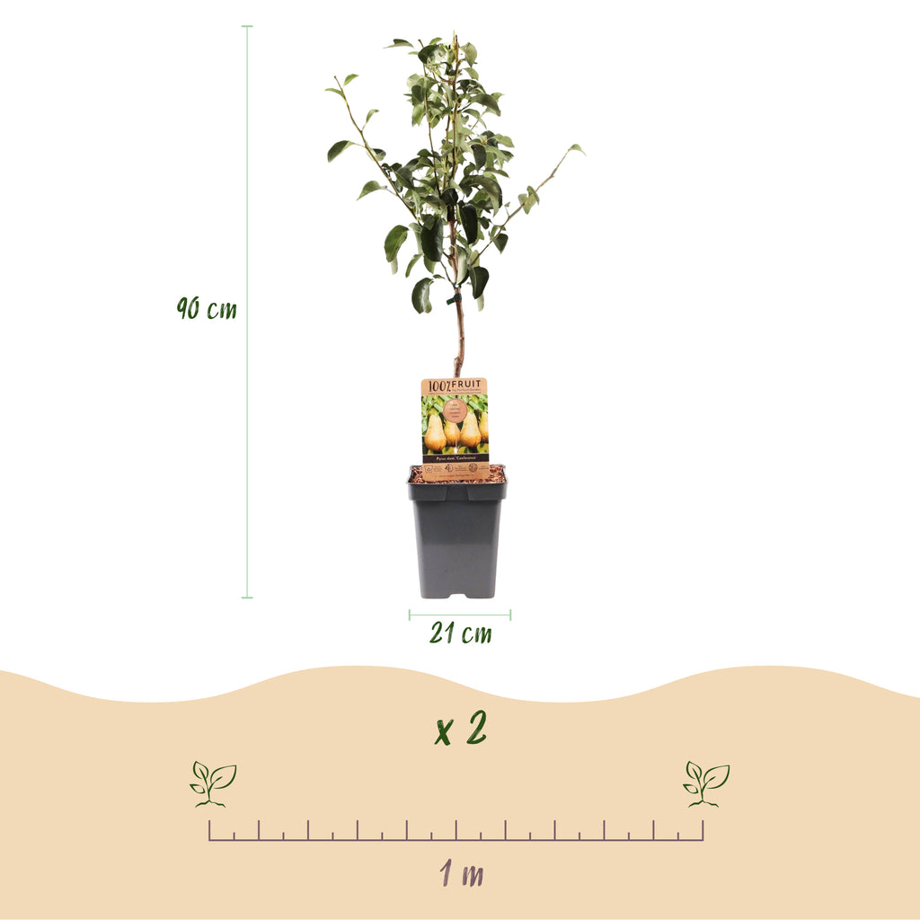 Green boutiQ - Poirier - Pyrus communis Conference - Poirier - Rustique - Poire verte - 1 plante - Pot 21cm - Hauteur 90cm