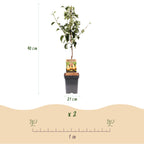 Green boutiQ - Poirier - Pyrus communis Conference - Poirier - Rustique - Poire verte - 1 plante - Pot 21cm - Hauteur 90cm