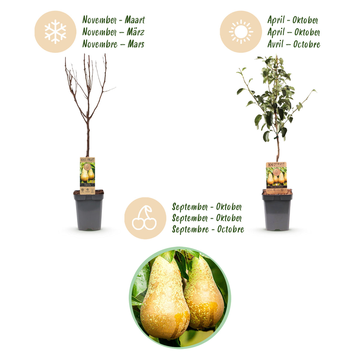 Green boutiQ - Poirier - Pyrus communis Conference - Poirier - Rustique - Poire verte - 1 plante - Pot 21cm - Hauteur 90cm