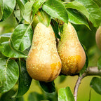 Green boutiQ - Poirier - Pyrus communis Conference - Poirier - Rustique - Poire verte - 1 plante - Pot 21cm - Hauteur 90cm