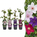 Green boutiQ - Plante grimpante - Clématite Rainbow - Fleur Rose Blanc Violet Rouge - Peu d'entretien - 4 plantes - Pot 11cm Hauteur 40cm
