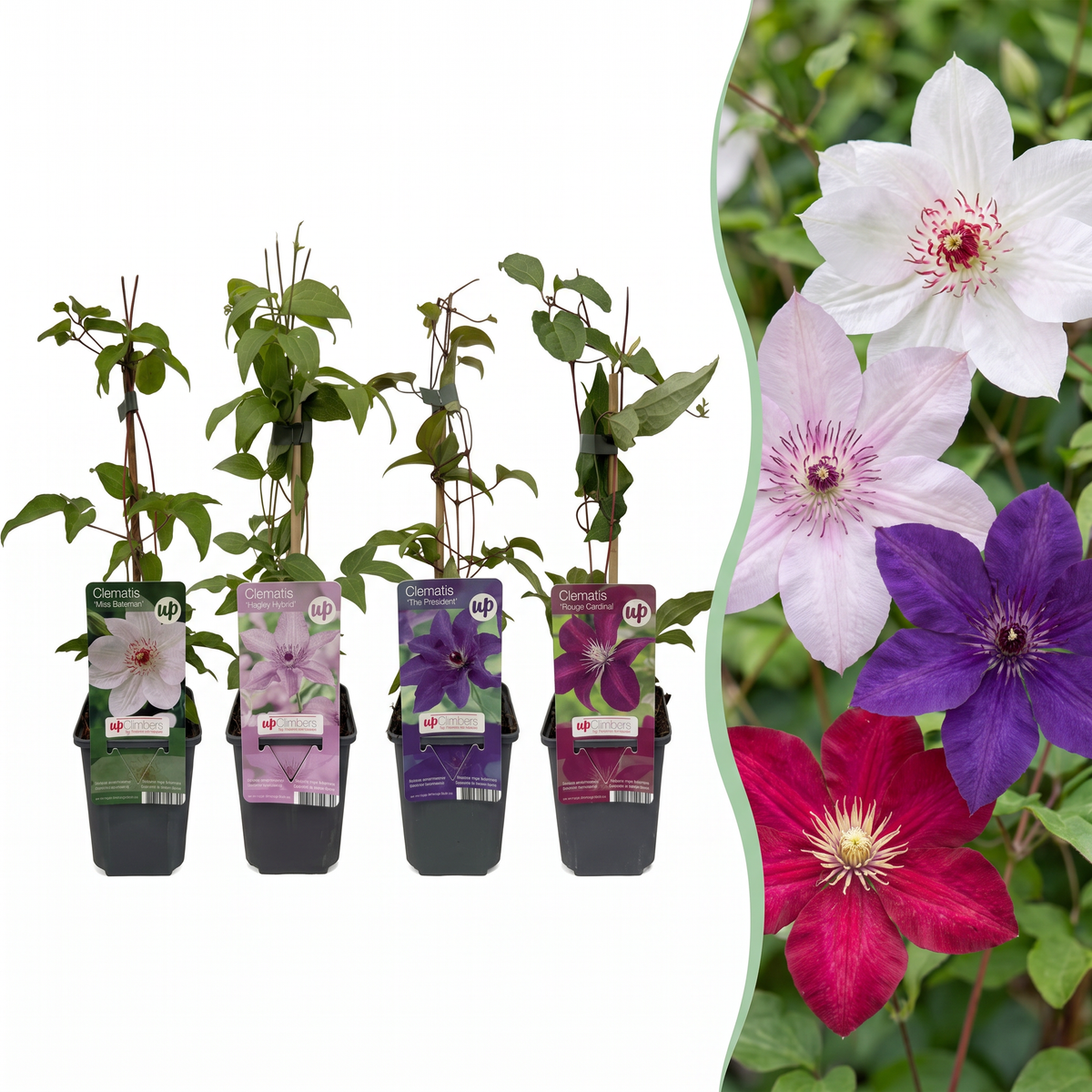 Green boutiQ - Klimplant - Clematis Rainbow - Bloem Roze Wit Paars Rood - Weinig onderhoud - 4 planten - Pot 11cm Hoogte 40cm