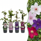 Green boutiQ - Plante grimpante - Clématite Rainbow - Fleur Rose Blanc Violet Rouge - Peu d'entretien - 4 plantes - Pot 11cm Hauteur 40cm