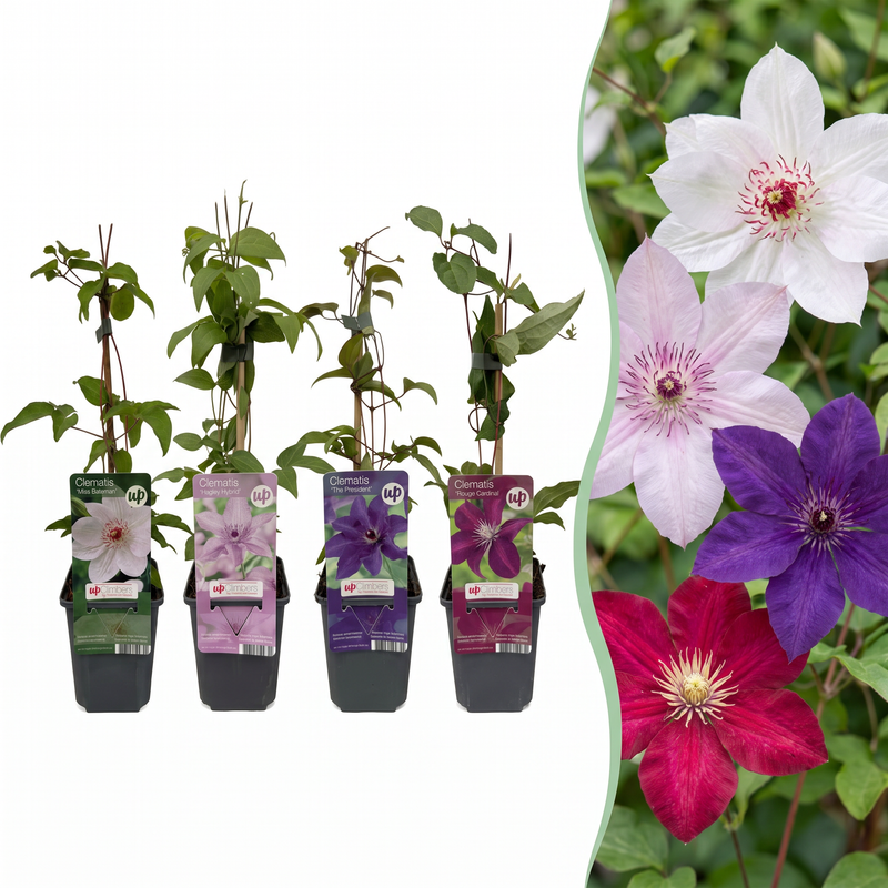 Green boutiQ - Klimplant - Clematis Rainbow - Bloem Roze Wit Paars Rood - Weinig onderhoud - 4 planten - Pot 11cm Hoogte 40cm