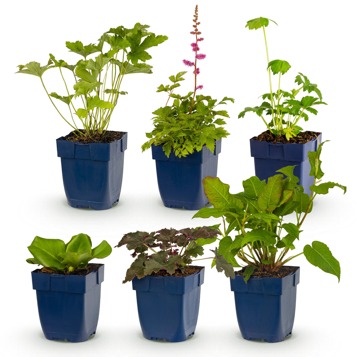 Green boutiQ - Borderpakket - Schaduw - 6 Vaste planten - 1 m2 - Diversen kleuren - Weinig Onderhoud - Pot 11cm