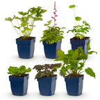 Green boutiQ - Kit bordure - Ombragé - 6 plantes vivaces - 1 m² - Couleurs variées - Peu d'entretien - Pot 11 cm