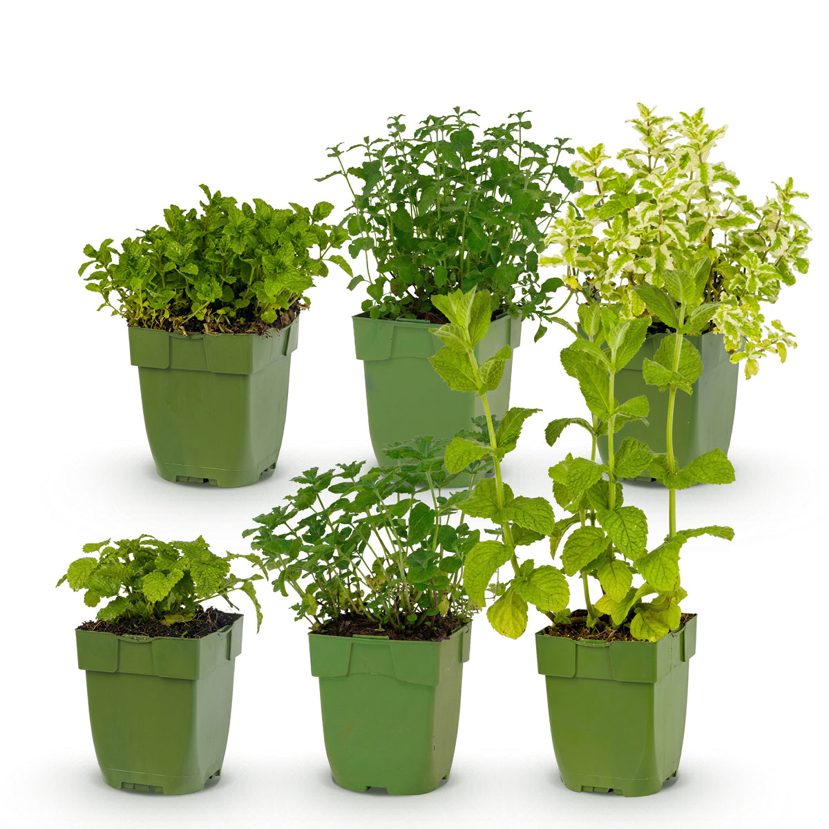 Green boutiQ - Borderpakket - Thee kruiden - 6 Vaste planten - 1 m2 - Diversen kleuren - Weinig Onderhoud - Pot 11cm