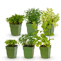 Green boutiQ - Borderpakket - Thee kruiden - 6 Vaste planten - 1 m2 - Diversen kleuren - Weinig Onderhoud - Pot 11cm