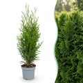 Green boutiQ - Plantes de haie - Thuja occidentalis Smaragd - feuillage vert - 8 plantes - 1 mètre linéaire - persistant - pot 9cm hauteur 30cm