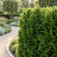 Green boutiQ - Haagplanten - Thuja occidentalis Smaragd - blad groen - 8 planten - 1 strekkende meter - groenblijvend - pot 9cm hoogte 30cm