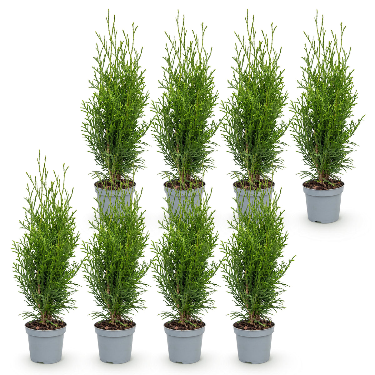 Green boutiQ - Haagplanten - Thuja occidentalis Smaragd - blad groen - 8 planten - 1 strekkende meter - groenblijvend - pot 9cm hoogte 30cm