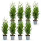 Green boutiQ - Plantes de haie - Thuja occidentalis Smaragd - feuillage vert - 8 plantes - 1 mètre linéaire - persistant - pot 9cm hauteur 30cm