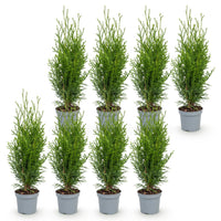 Green boutiQ - Haagplanten - Thuja occidentalis Smaragd - blad groen - 8 planten - 1 strekkende meter - groenblijvend - pot 9cm hoogte 30cm