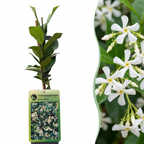 Green boutiQ - Jasmin étoilé - Trachelospermum jasminoides - Fleur blanche - Persistant - 2 plantes - Pot 11 cm Hauteur 40 cm