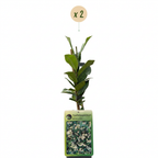 Green boutiQ - Jasmin étoilé - Trachelospermum jasminoides - Fleur blanche - Persistant - 2 plantes - Pot 11 cm Hauteur 40 cm
