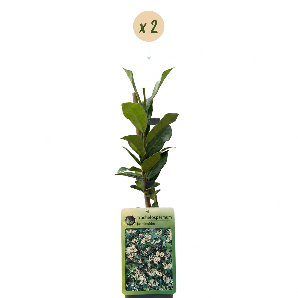Green boutiQ - Jasmin étoilé - Trachelospermum jasminoides - Fleur blanche - Persistant - 2 plantes - Pot 11 cm Hauteur 40 cm