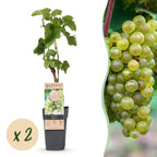 Green boutiQ - Plant fruitier - Vitis vinifera Bianca - Vigne - Greffée - Raisin blanc - 2 plantes - Pot 15cm - Hauteur 50cm