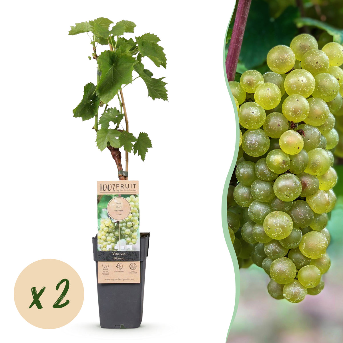 Green boutiQ - Plant fruitier - Vitis vinifera Bianca - Vigne - Greffée - Raisin blanc - 2 plantes - Pot 15cm - Hauteur 50cm