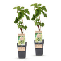 Green boutiQ - Plant fruitier - Vitis vinifera Bianca - Vigne - Greffée - Raisin blanc - 2 plantes - Pot 15cm - Hauteur 50cm