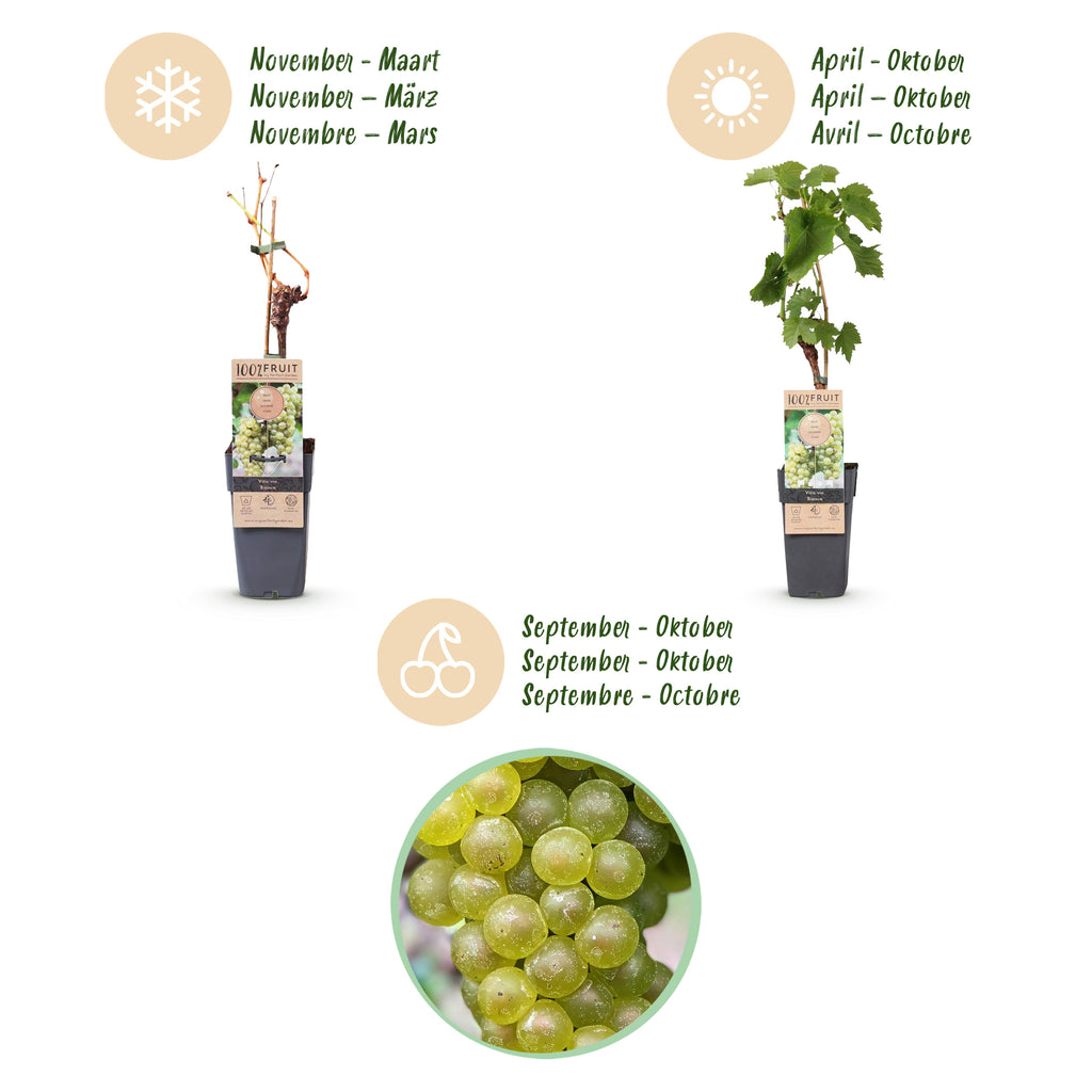 Green boutiQ - Plant fruitier - Vitis vinifera Bianca - Vigne - Greffée - Raisin blanc - 2 plantes - Pot 15cm - Hauteur 50cm